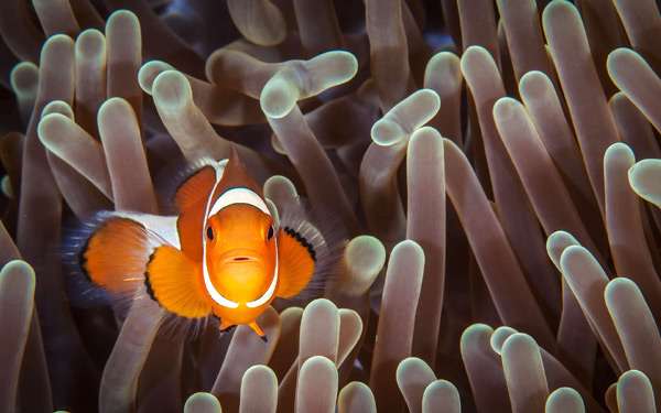 Амфиприон-клоун, клоун-перкула (Amphiprion percula), фото фотография подводный мир