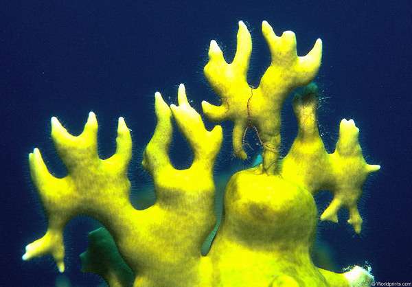 Миллепора, или жгучий коралл (Millepora), фото фотография подводный мир
