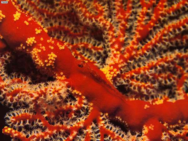 Красный коралл, фото фотография подводный мир