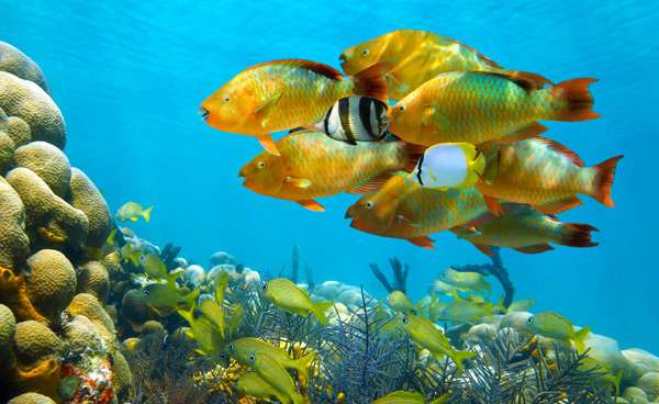 Морские рыбы, риф, фото фотография подводный мир