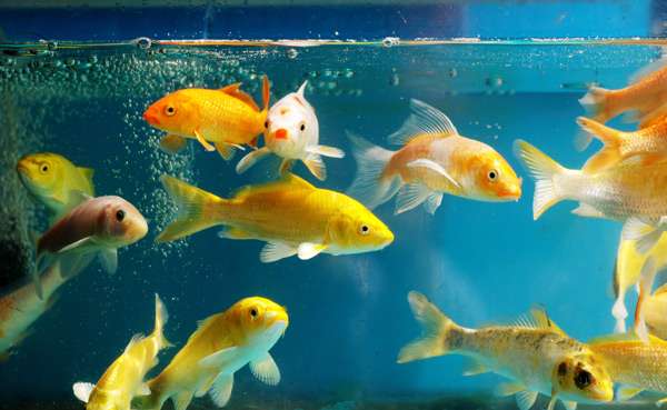 Золотые рыбки в аквариуме, фото фотография подводный мир