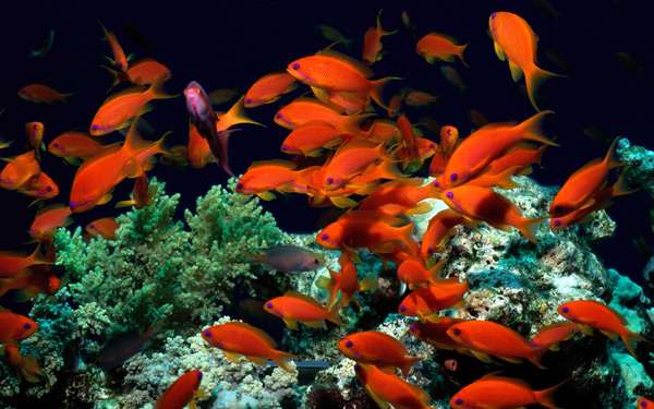 Аквариум с оранжево-красными рыбками, фото фотография