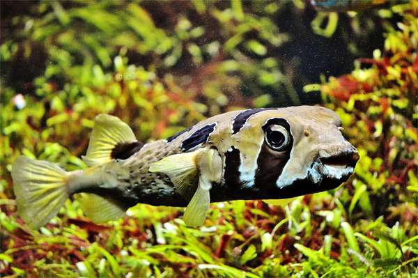 Иглобрюх, тетраодон, фото фотография аквариумные рыбки