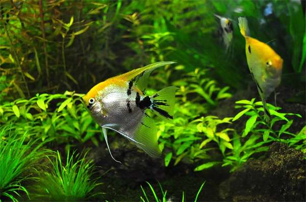 Скалярии в аквариуме, фото фотография рыбки подводный мир pixabay