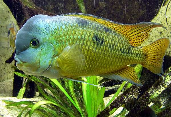 Цихлазома, фото фотография аквариумные рыбы