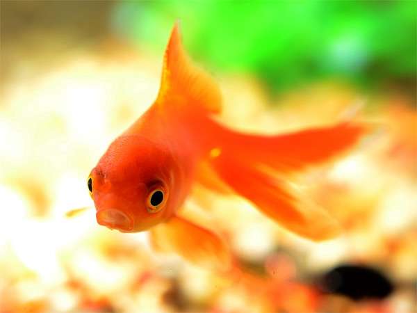 Золотая рыбка в аквариуме, фото фотография подводный мир pixabay