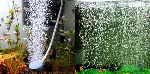 Аквариум с пузырьками, фото фотография аквариумные рыбки