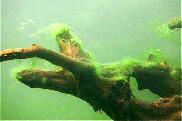 Нитчатые водоросли на аквариумной коряге, фото фотография