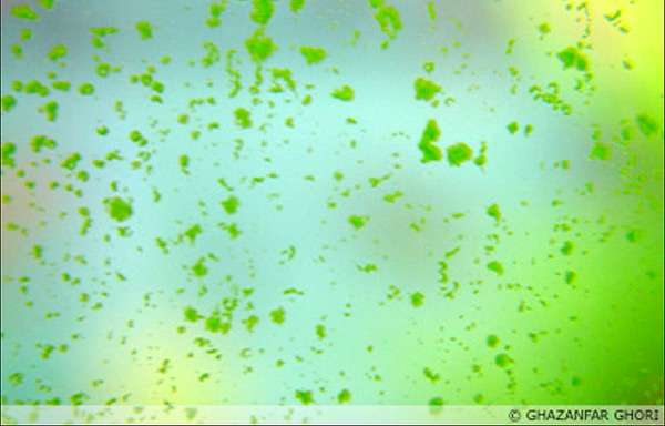 Зеленые водоросли на стенках аквариума, фото фотография