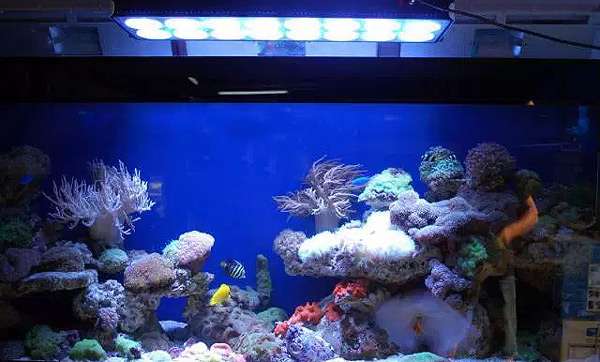 Освещение рифового аквариума, фото фотография содержание рыб