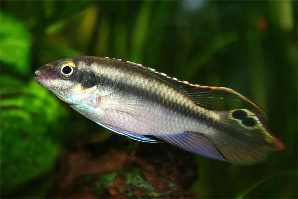 Цихлида-попугай (Pelvicachromis pulcher), фото фотография аквариумные рыбы pixabay