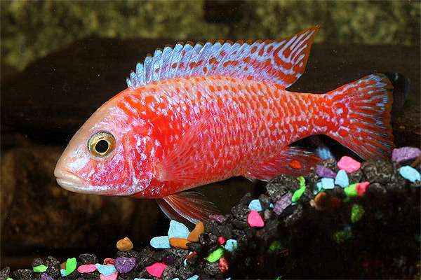 Аулонокара Ред Рубин (Aulonocara Red Rubin), фото фотография аквариумные рыбы