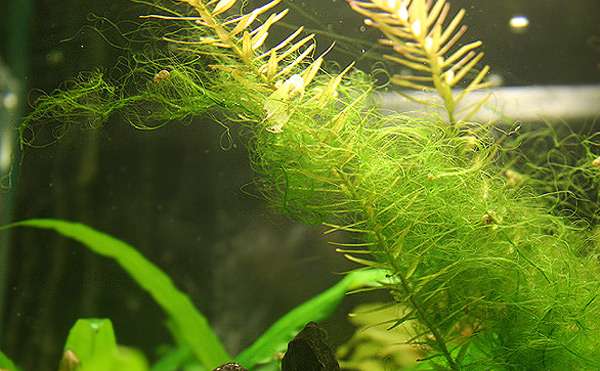 Нитчатая водоросль (Spirogyra) на аквариумных растениях, фото фотография рыбы