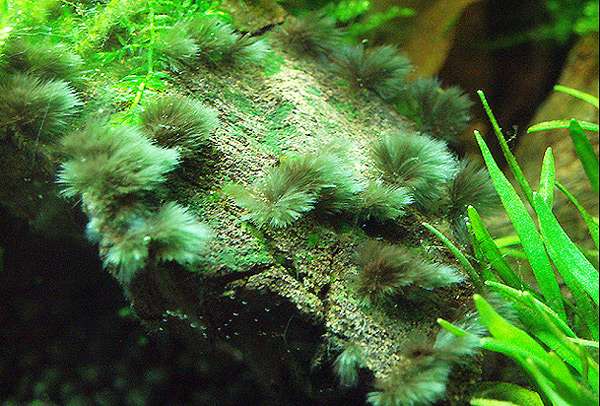 Водоросль черная борода на аквариумных растениях, фото фотография рыбы