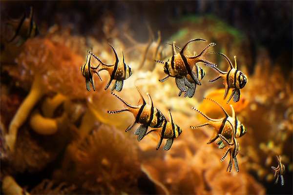 Рыбки морского аквариума, фото фотография содержание рыб
