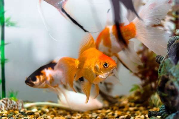 Золотая рыбка, фото фотография содержание рыб