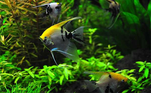 Скалярии в пресноводном аквариуме, фото фотография живородящие рыбки
