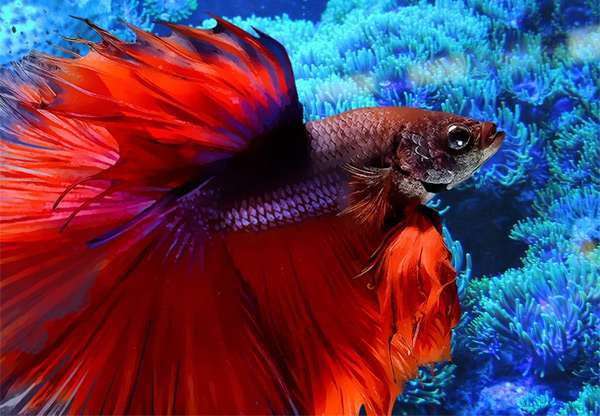 Петух, или бойцовая рыбка, фото фотография живородящие рыбки