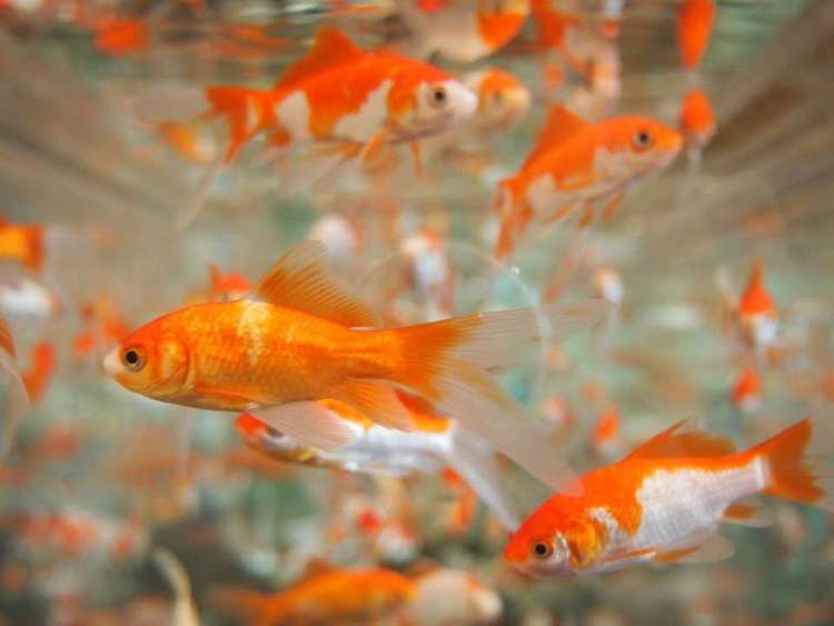 Золотые рыбки в аквариуме, фото фотография разведение рыбы