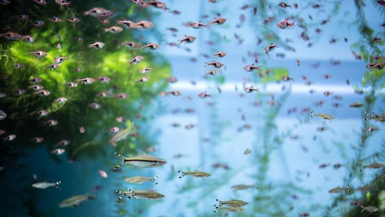 Рыбки в аквариуме, фото фотография разведение рыб