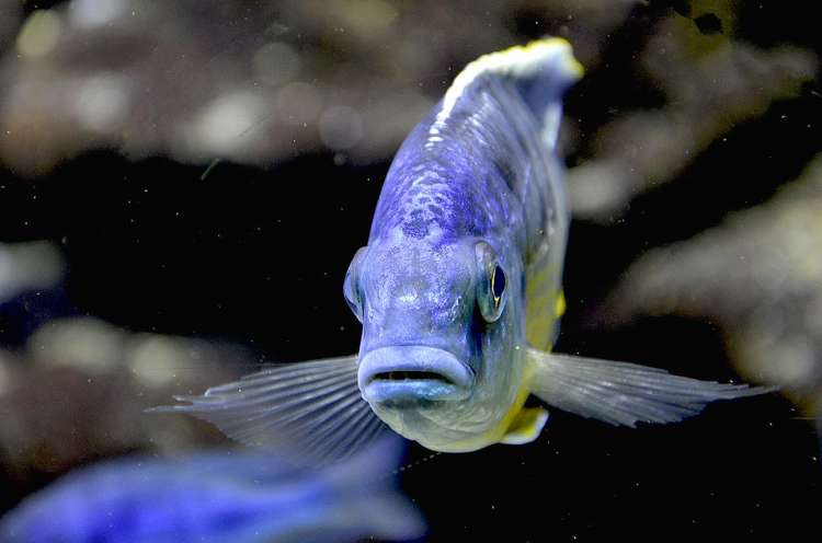 Синяя цихлида, фото фотография разведение рыб
