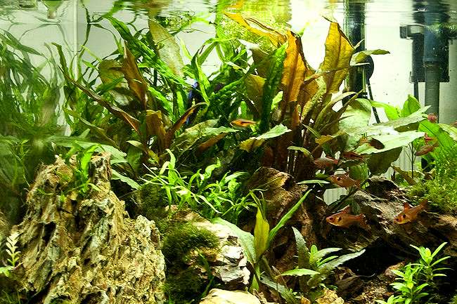 Пресноводный аквариум с рыбками и растениями, фото фотография подводный мир