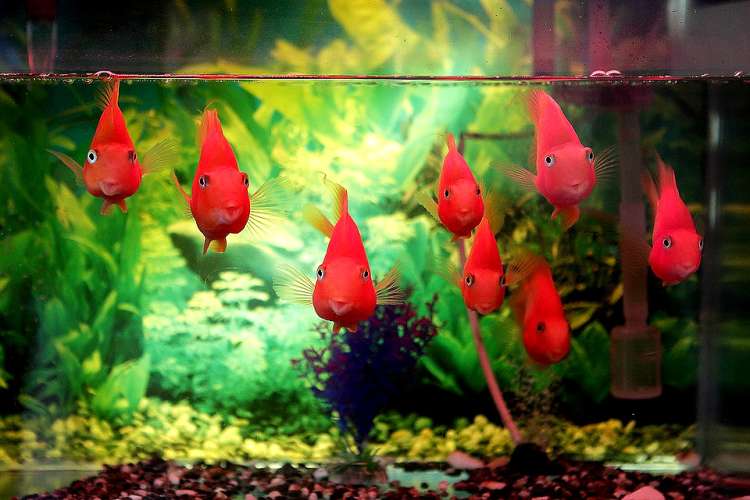 Красный попугай или рыба-попугай (Red Parrot Cichlid), фото фотография аквариумные рыбы  pixabay