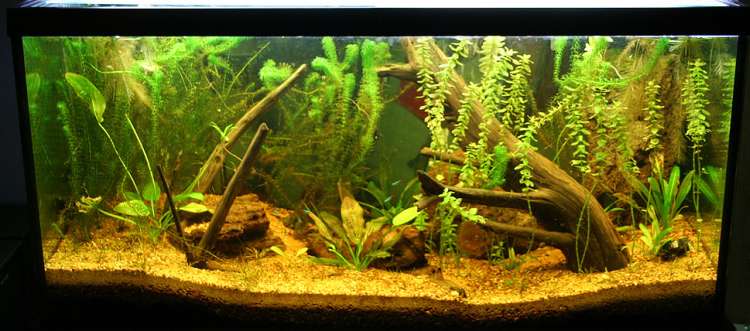 Пресноводный аквариум с корягами, фото фотография рыбы