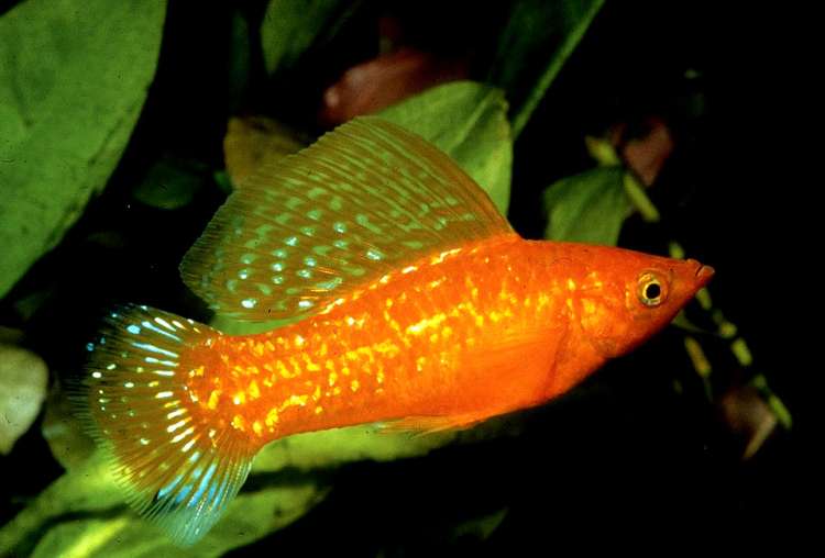 Оранжевая моллинезия велифера (Роесilia velifera), фото фотография рыбы pixabay