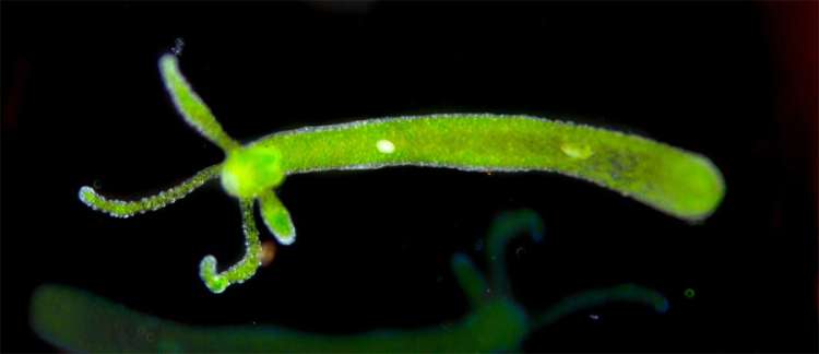 Зеленая гидра (Chlorohydra viridissima), фото фотография беспозвоночные