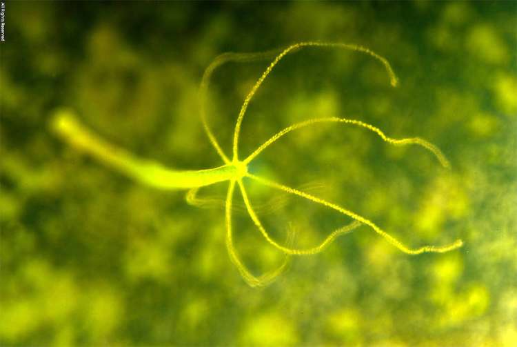 Зеленая гидра (Chlorohydra viridissima), фото фотография беспозвоночные