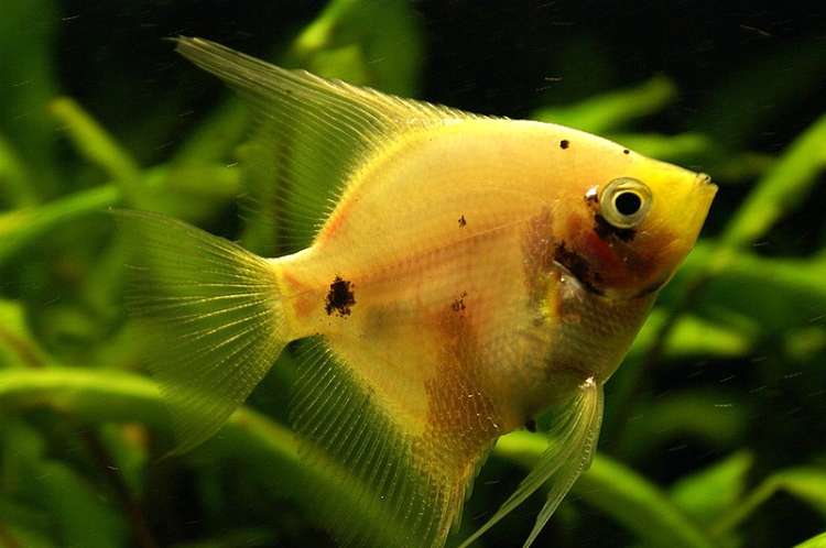 Желтая скалярия. Фото фотография аквариумные рыбки