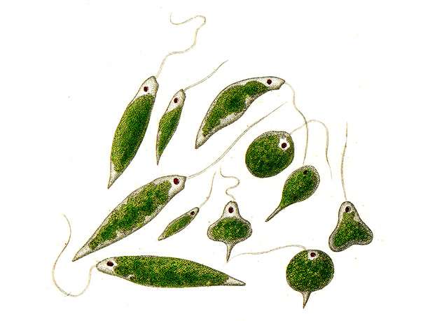 Эвглена зеленая (Euglena viridis), рисунок картинка