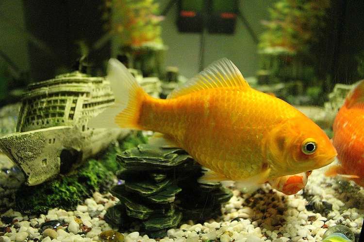 Золотая рыбка в аквариуме, фото фотография содержания рыб pixabay