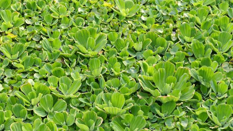 Пистия или Водяной салат (Pistia stratiotes), засаженный аквариумными растениями, фото фотография картинка pixabay