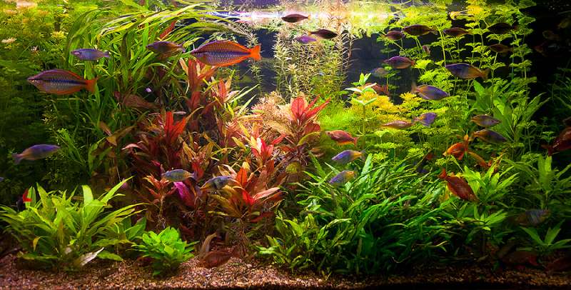 Пресноводный аквариум с радужницами, фото фотография рыбы