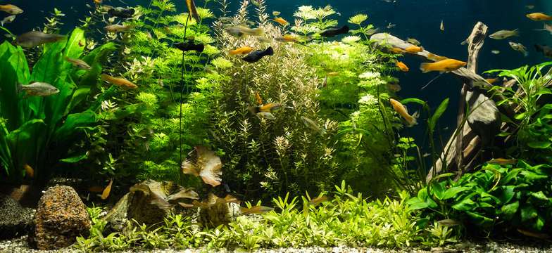 Пресноводный аквариум с рыбками, фото фотография рыбы