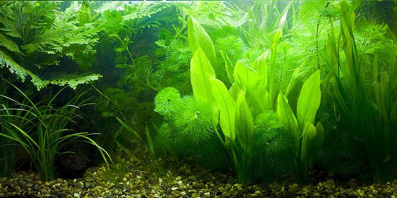 Пресноводный аквариум с живыми растениями, фото фотография рыбы