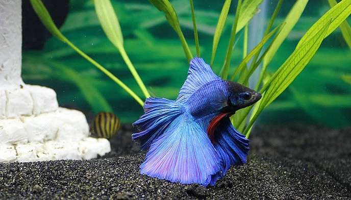 Рыбка петушок (Betta splendens), фото фотография картинка pixabay