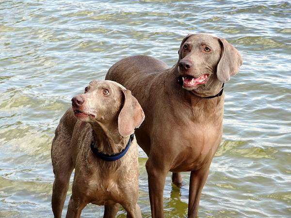Веймаранер, или веймарская легавая, фото породы собак фотография