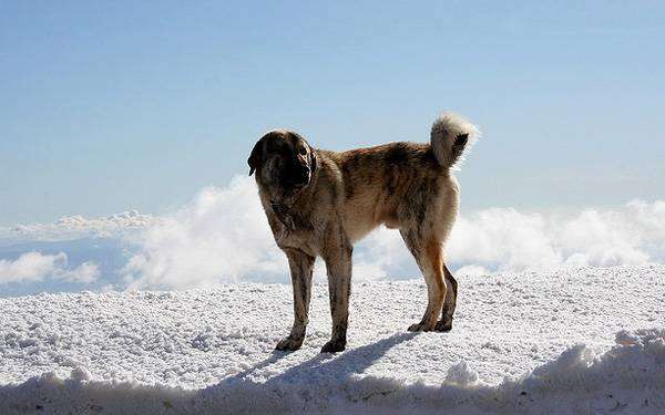Эштрельская овчарка, или горная собака Эстрела, фото породы собак фотография