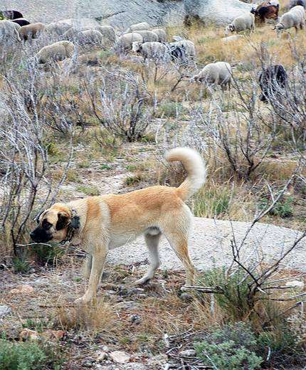 Эштрельская овчарка, или горная собака Эстрела, фото породы собак фотография