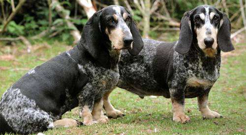 Голубой гасконский бассет, фото породы собак фотография