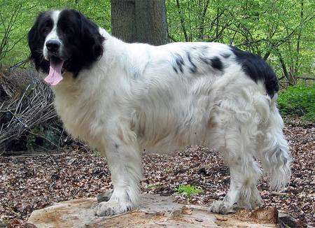Ландзир, ландсир, черно белый ньюфаундленд, фото, лендзир породы собак фотография