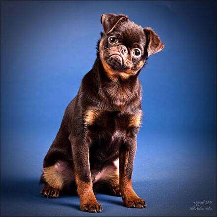 Малый брабансон, птибрабансон, фото породы собак фотографии