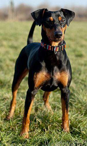 Немецкий пинчер, фото породы собак фотография
