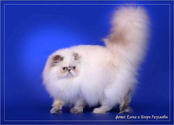 Персидская кошка, фото породы кошек, фотография кошки
