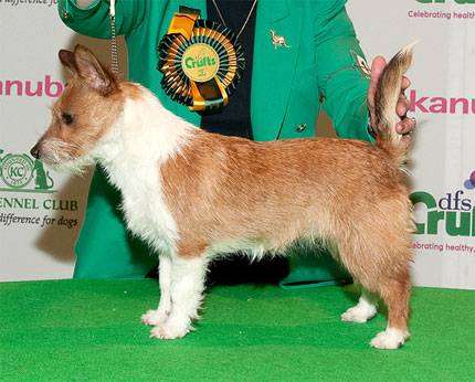 Португальская кроличья собака, малый португальский поденгу, фото породы собак фотография