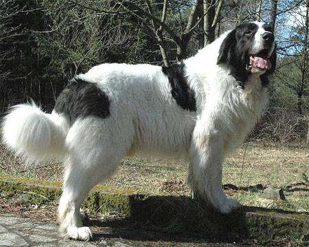 Пиренейский мастиф, фото породы собак фотография