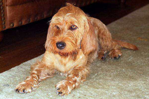 Палевый британский бассет-гриффон, фото породы собак фотография